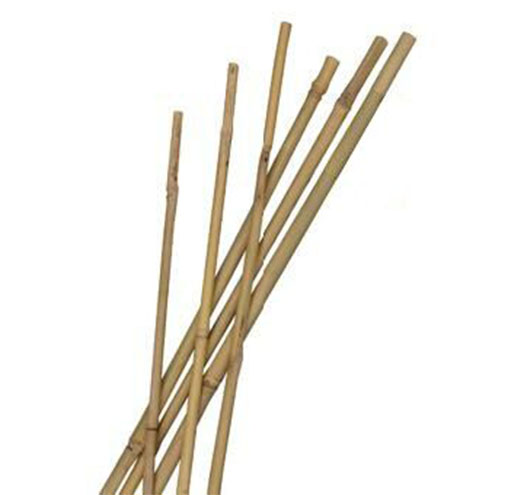 Bamboo Stick